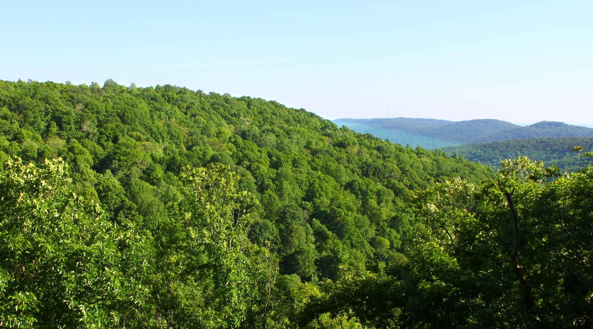 Trees